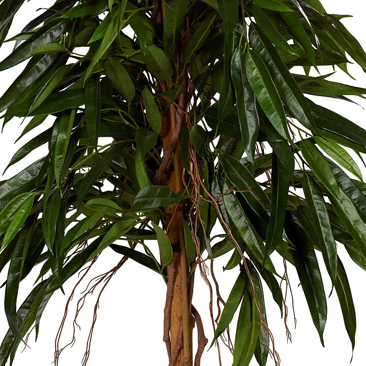Ficus Longifolia root, planta artificial