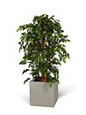 Ficus benjamina, Natasja