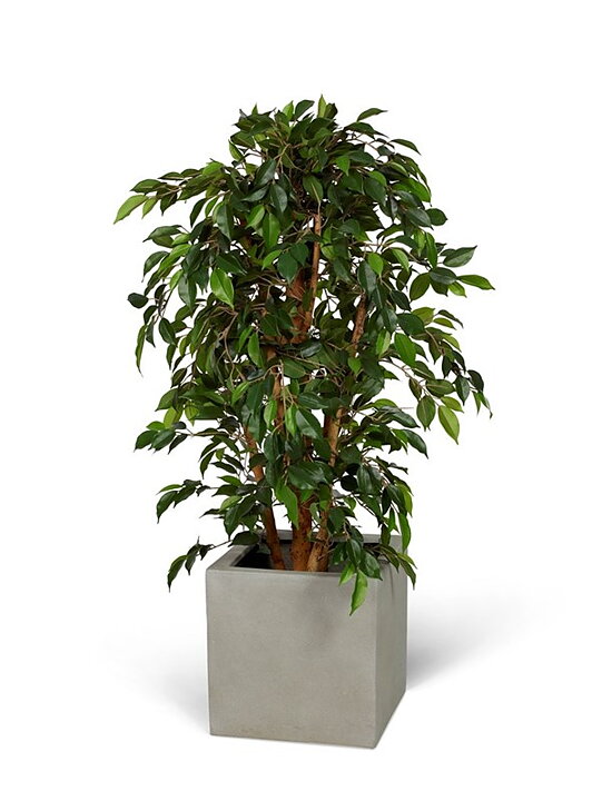 Ficus benjamina, Natasja