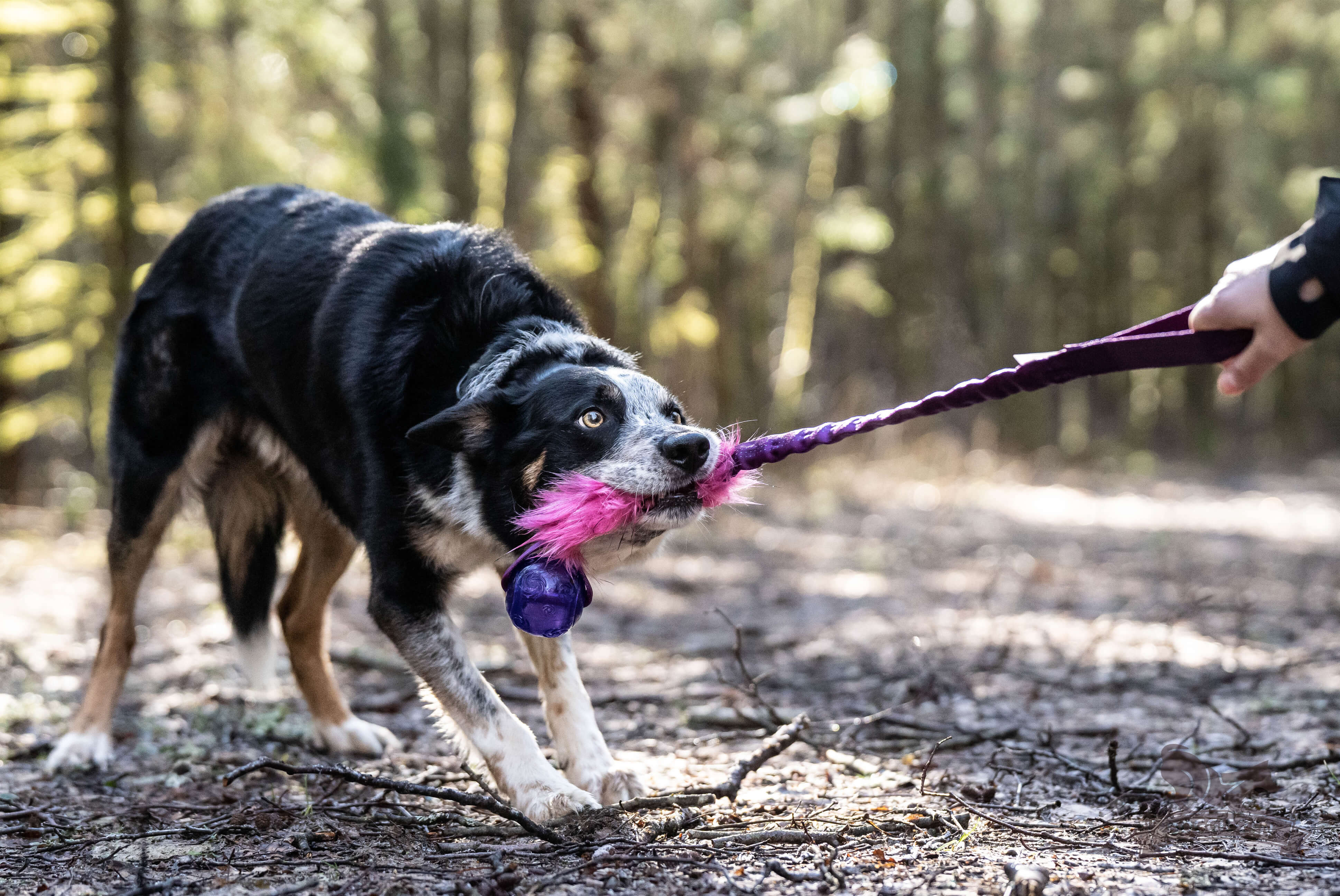 Bungee Fake Fur Tug L with KONG Squeezz Ball - 2