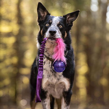 Bungee Fake Fur Tug L with KONG Squeezz Ball