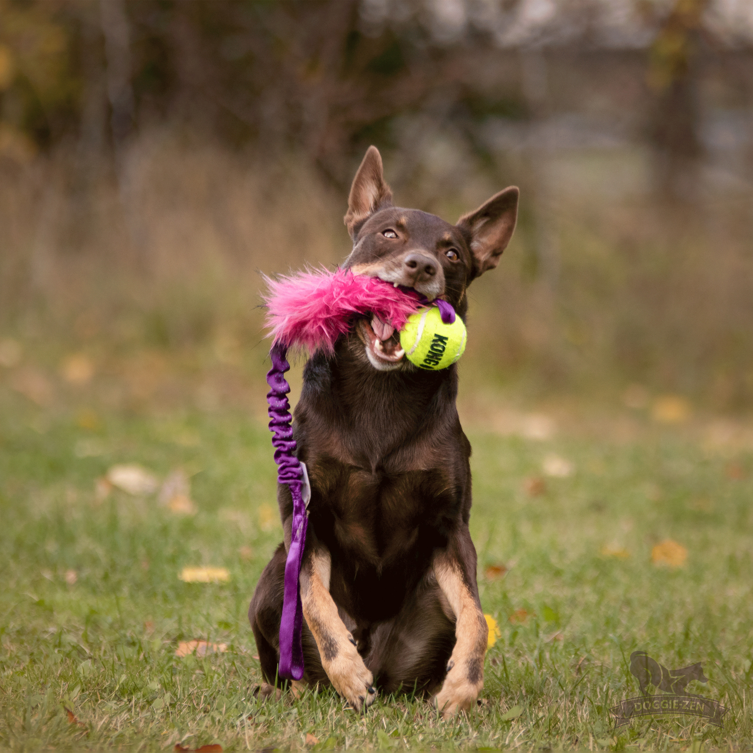 Bungee Fake Fur Tug L with KONG Air Squeaker Ball - 4