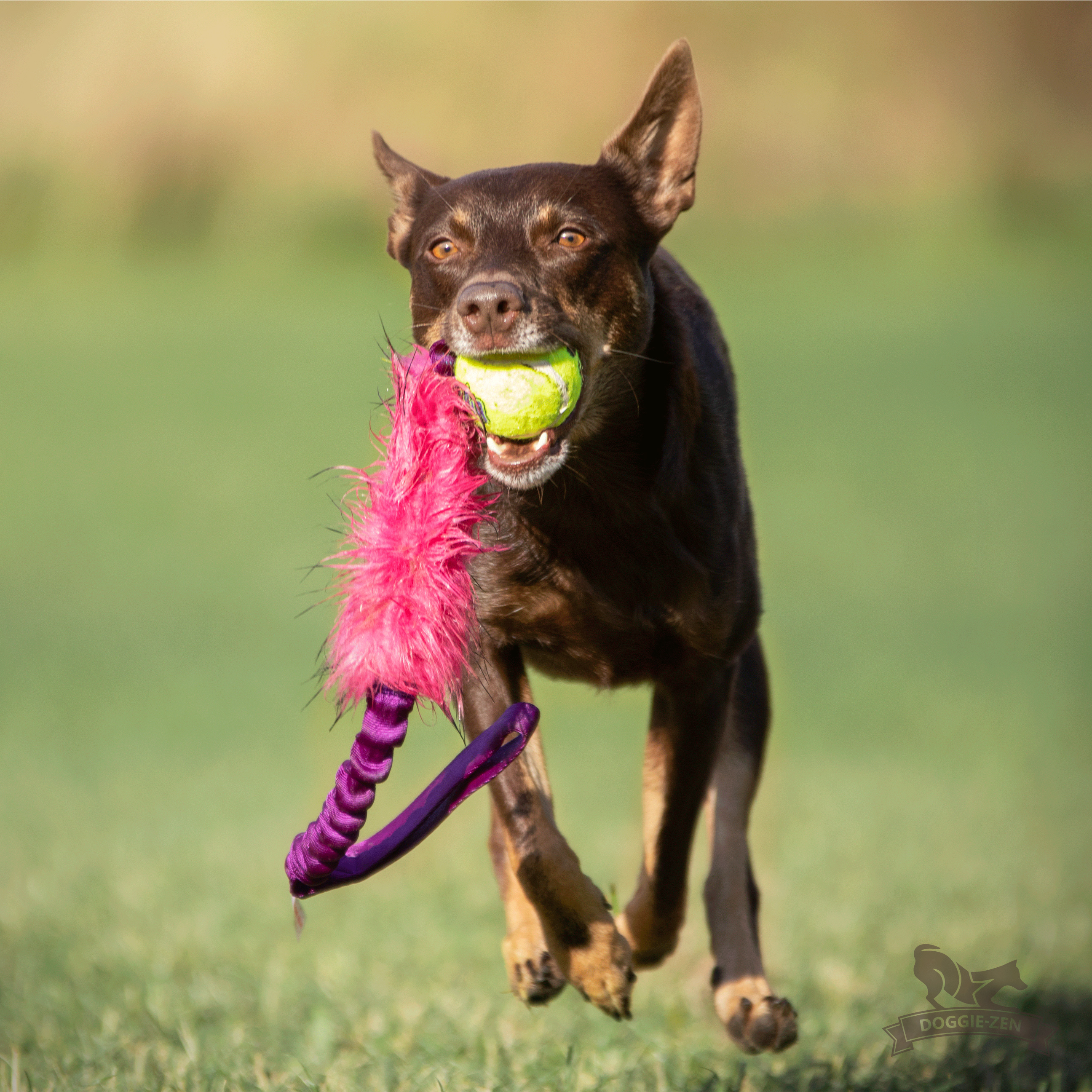 Bungee Fake Fur Tug L with KONG Air Squeaker Ball