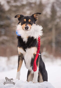 Bungee Sheepskin Tug L with KONG Squeezz Ball