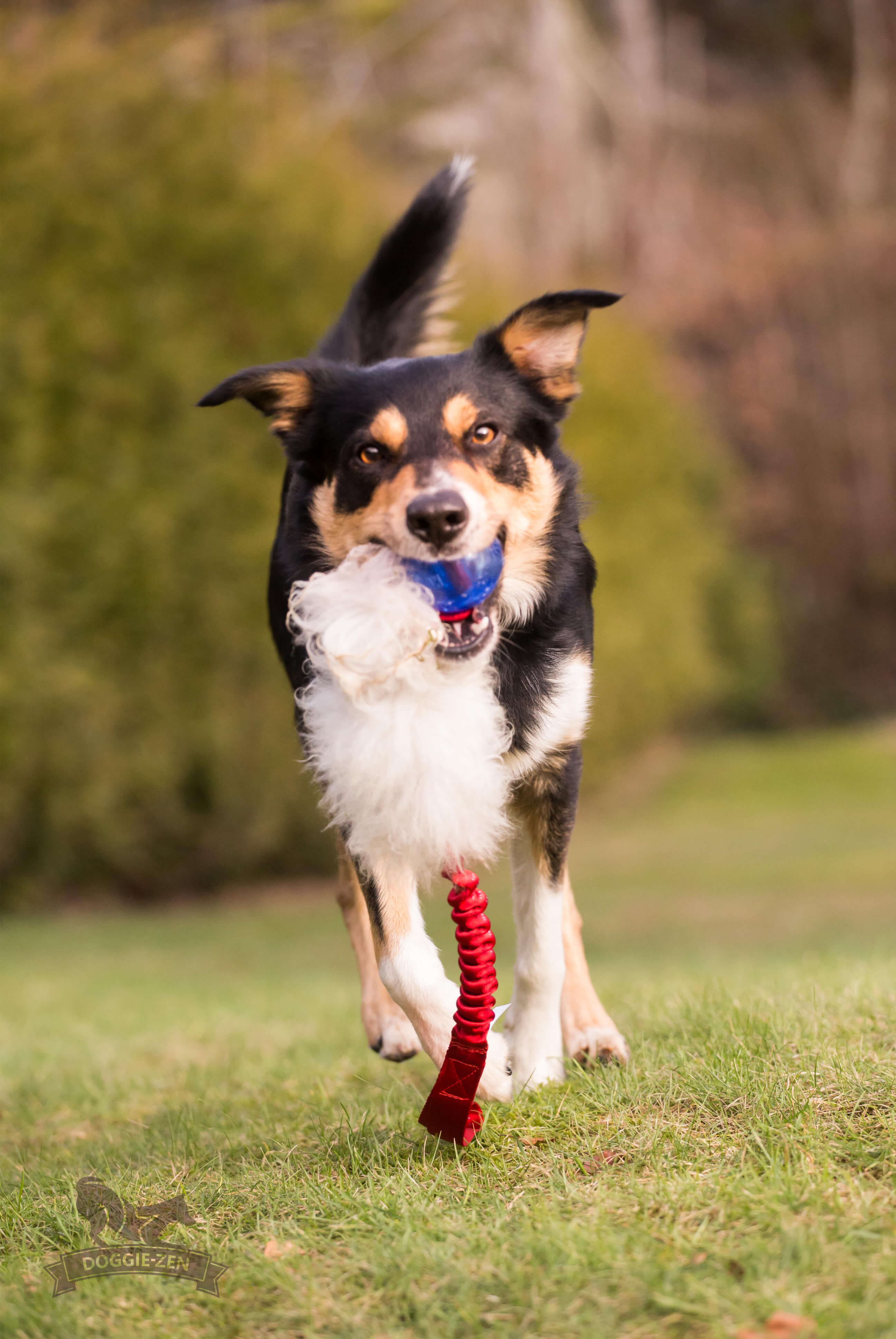 Bungee Sheepskin Tug L with KONG Squeezz Ball - 3
