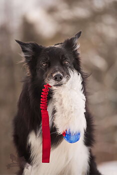 Bungee Sheepskin Tug L with KONG Squeezz Ball