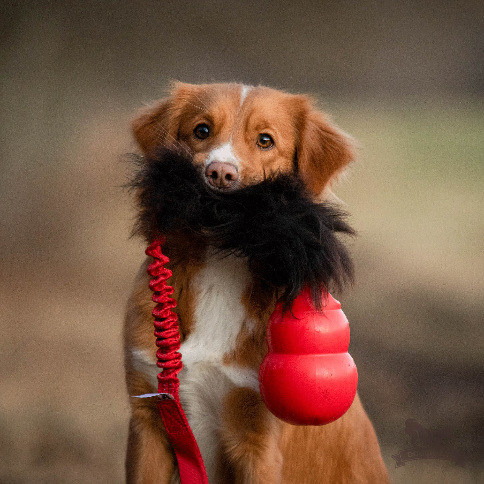 Bungee Sheepskin Tug L with Bounzer - 4