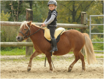 1405. Horsedream Premium Plus - 4