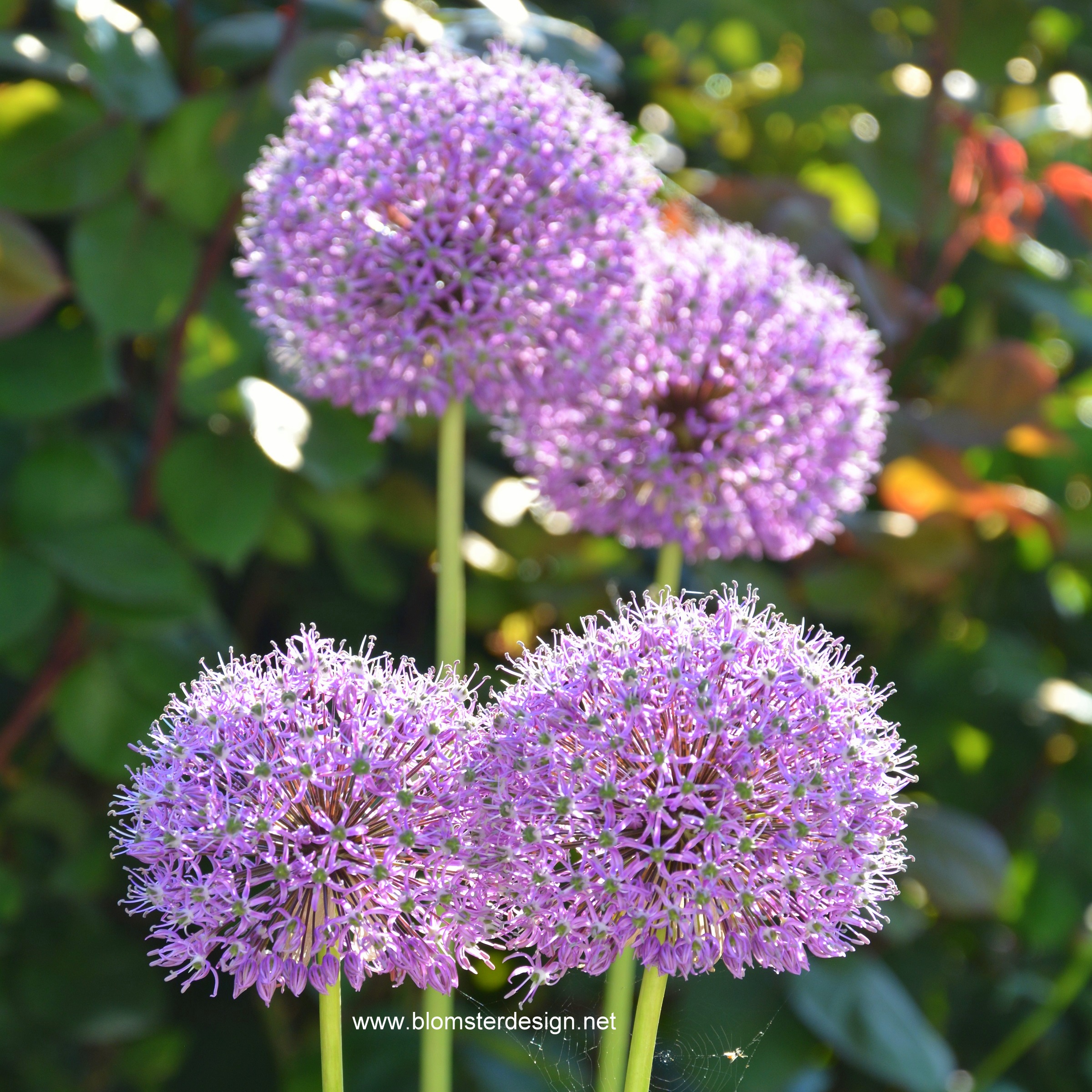 3 st ALLIUM GLADIATOR lökar 120cm - 2