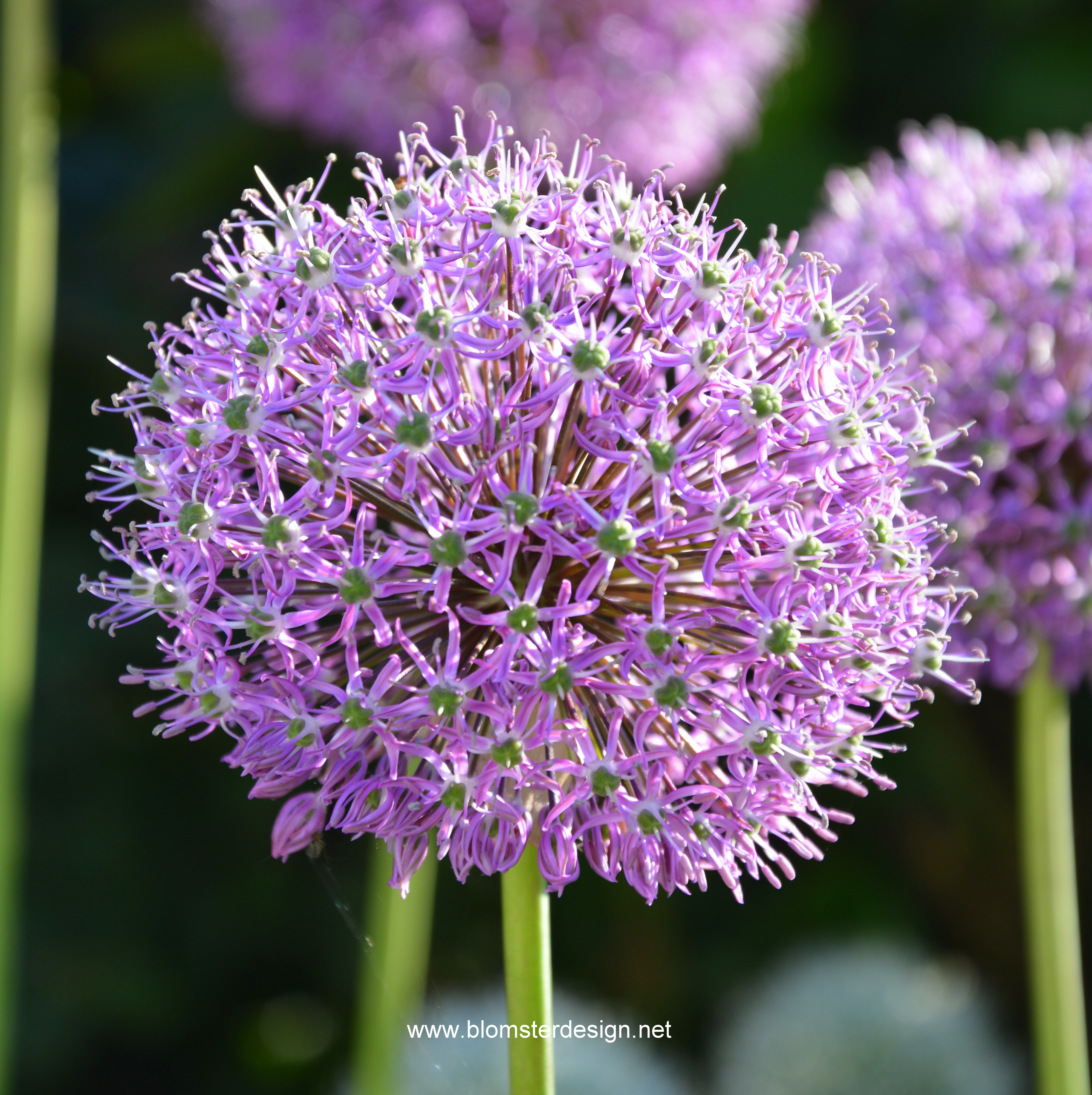 3 st ALLIUM GLADIATOR lökar 120cm