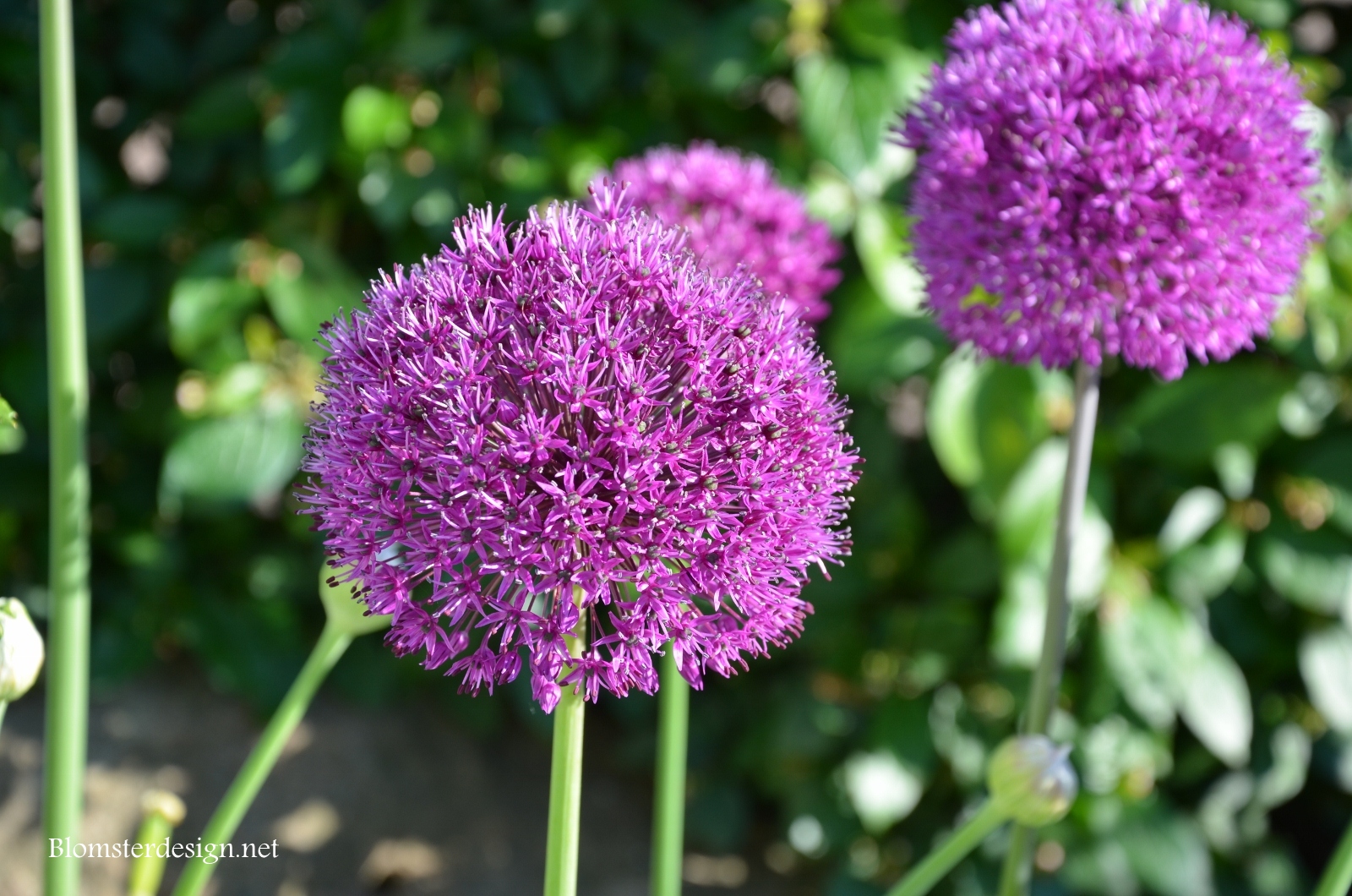 15 st ALLIUM PURPLE SENSATION lökar