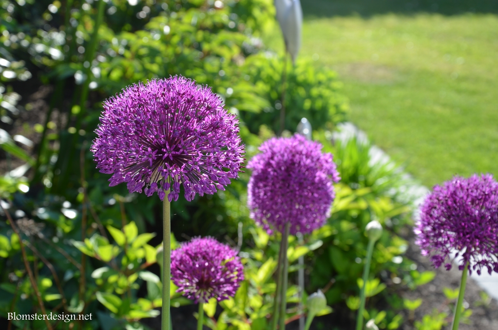 15 st ALLIUM PURPLE SENSATION lökar