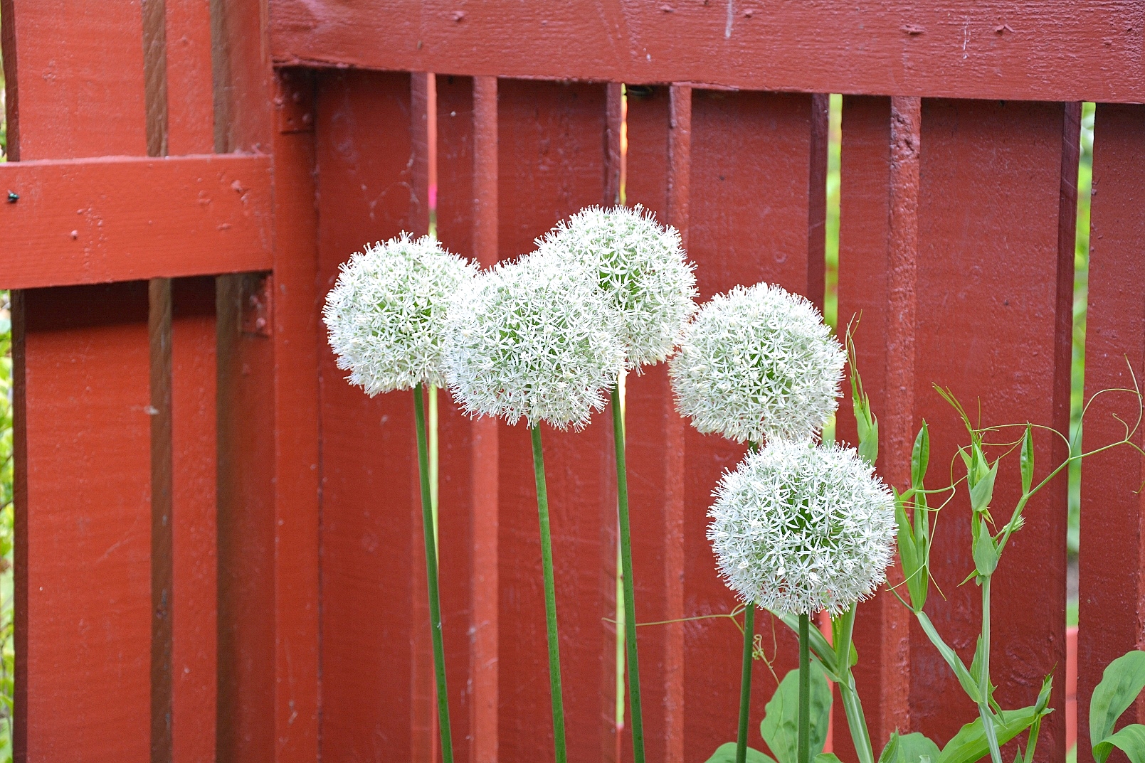 3 st ALLIUM MOUNT EVEREST lökar