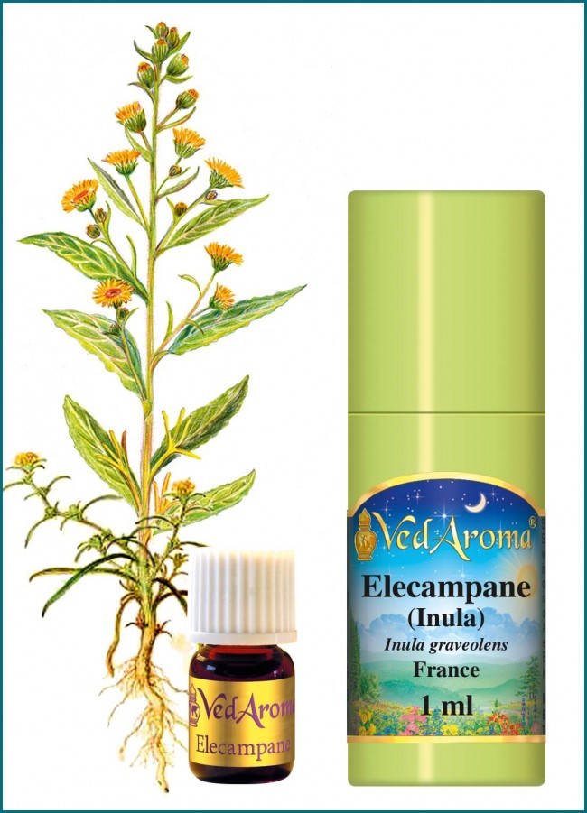 Elecampane essential oil