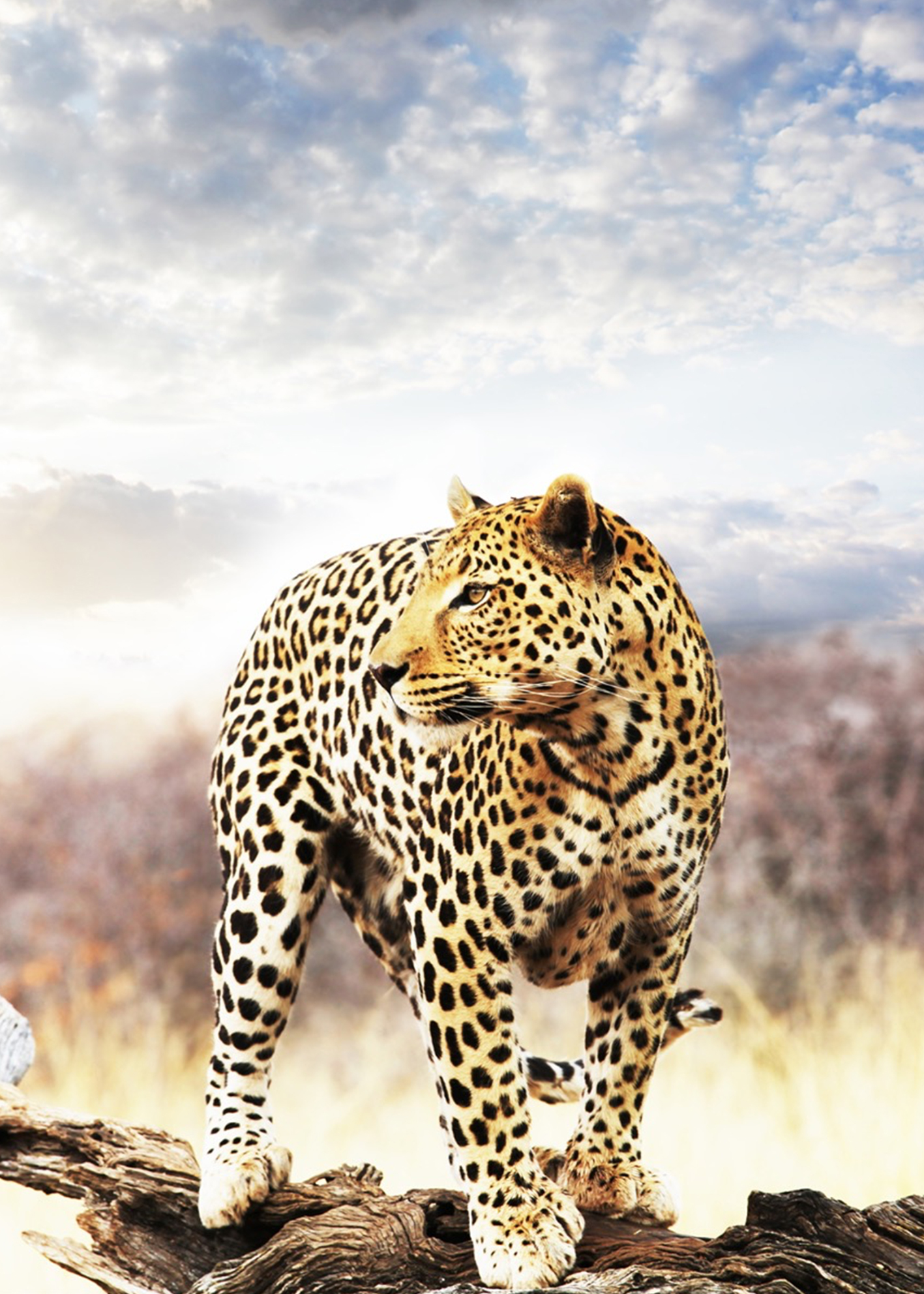 Leopard - Leinwandbild