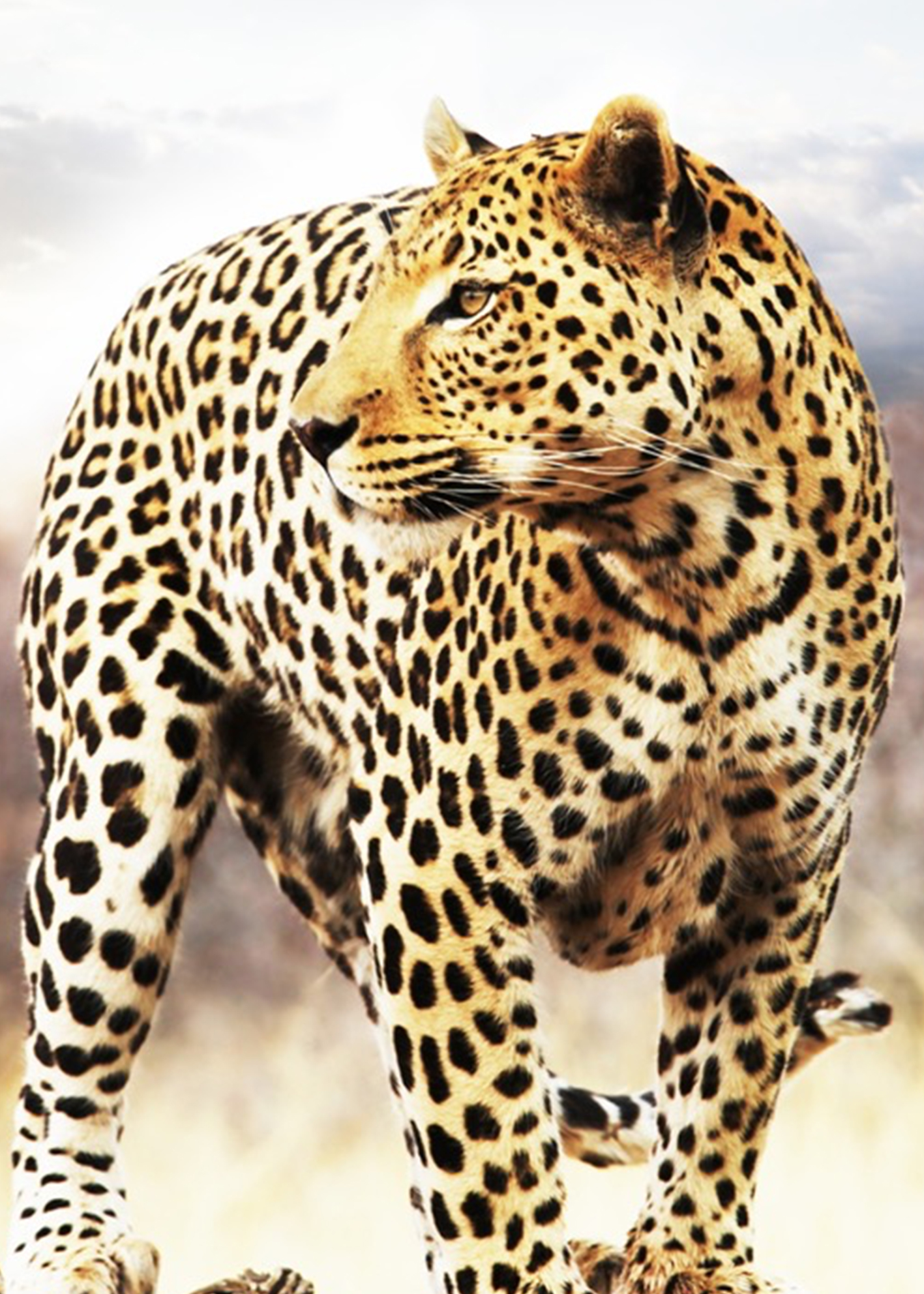 - Leinwandbild Leopard