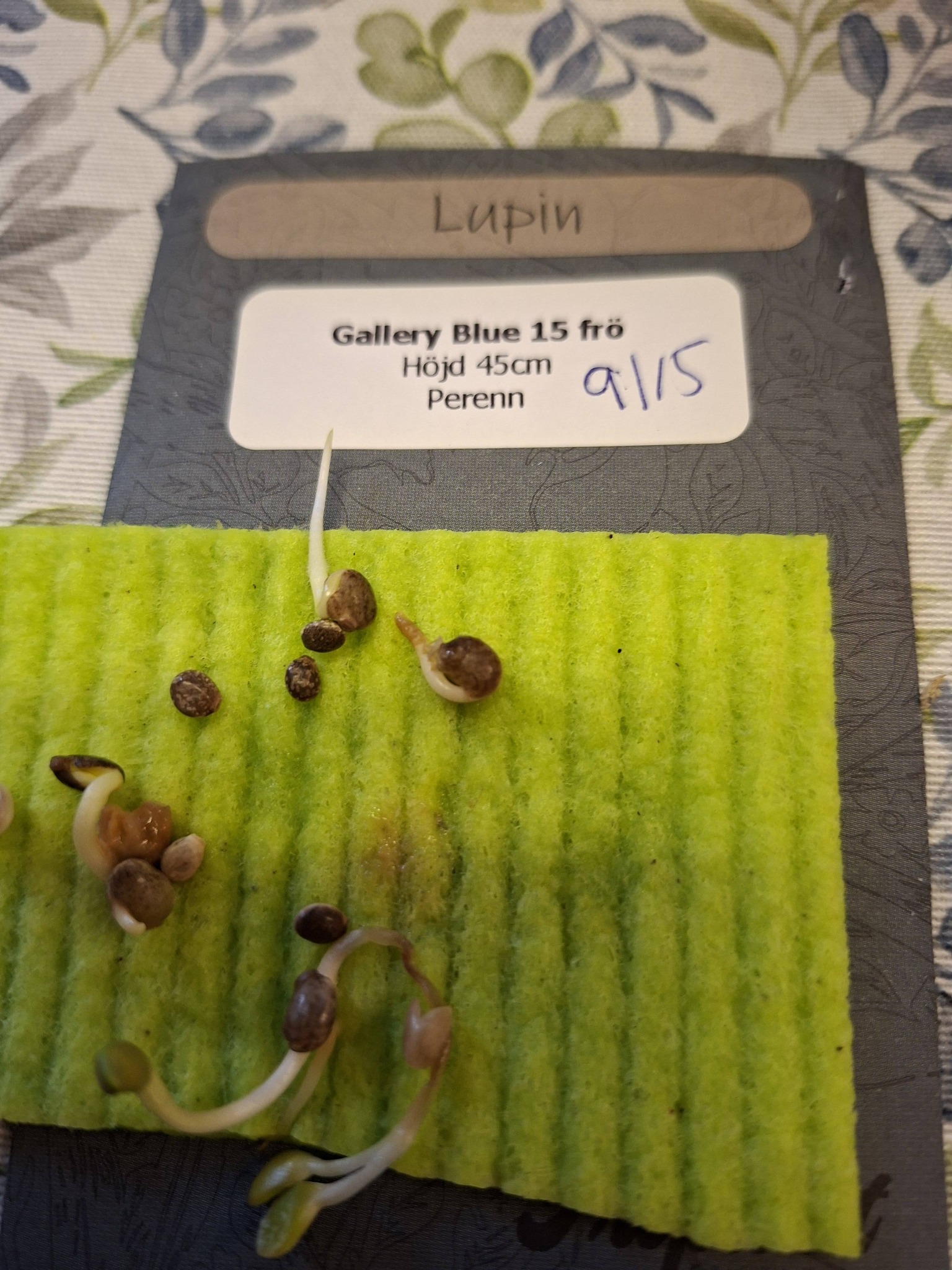 Lupin Gallery blue 15 frön - 3