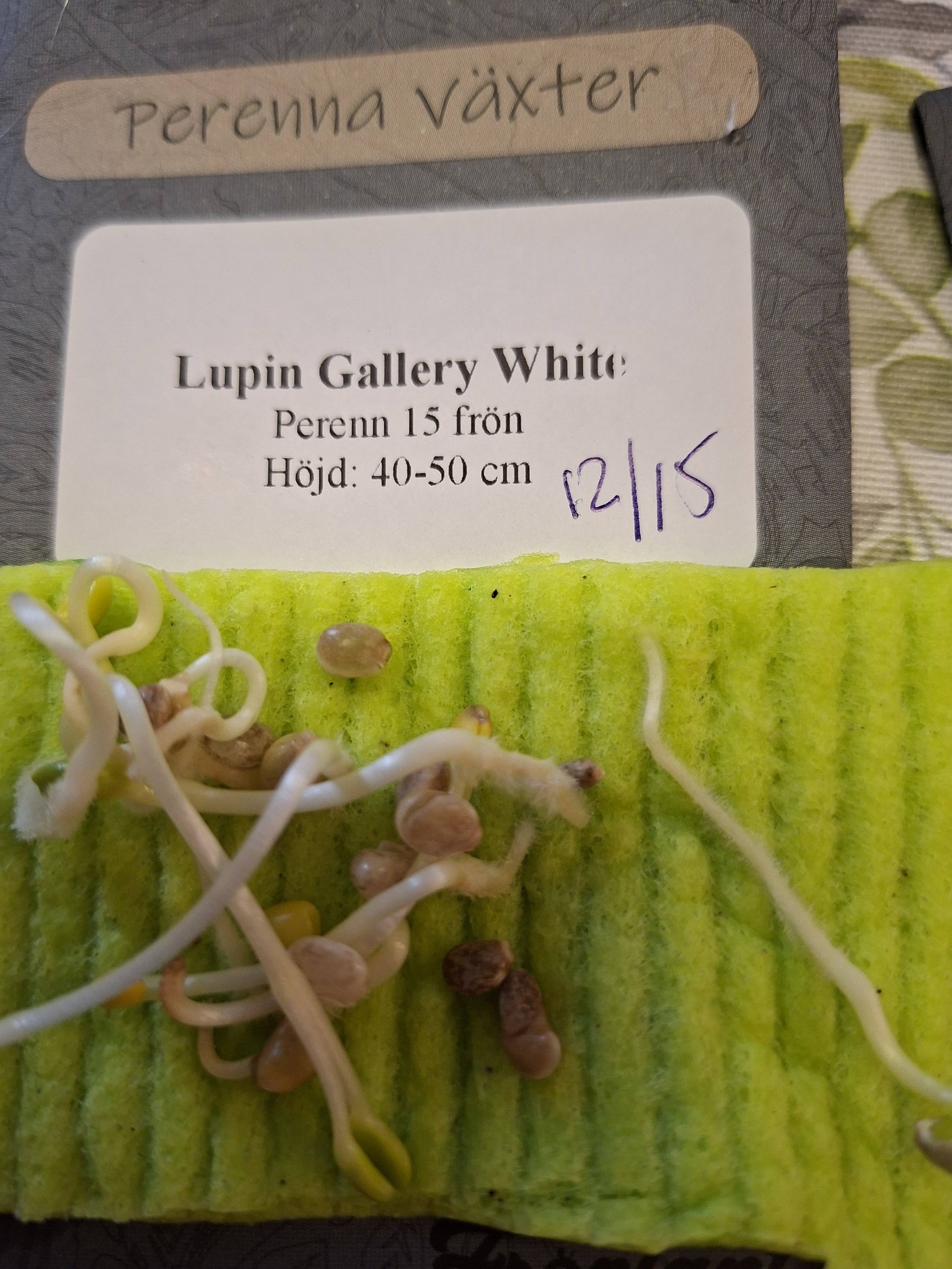 Lupin Gallery white 15 frön - 2