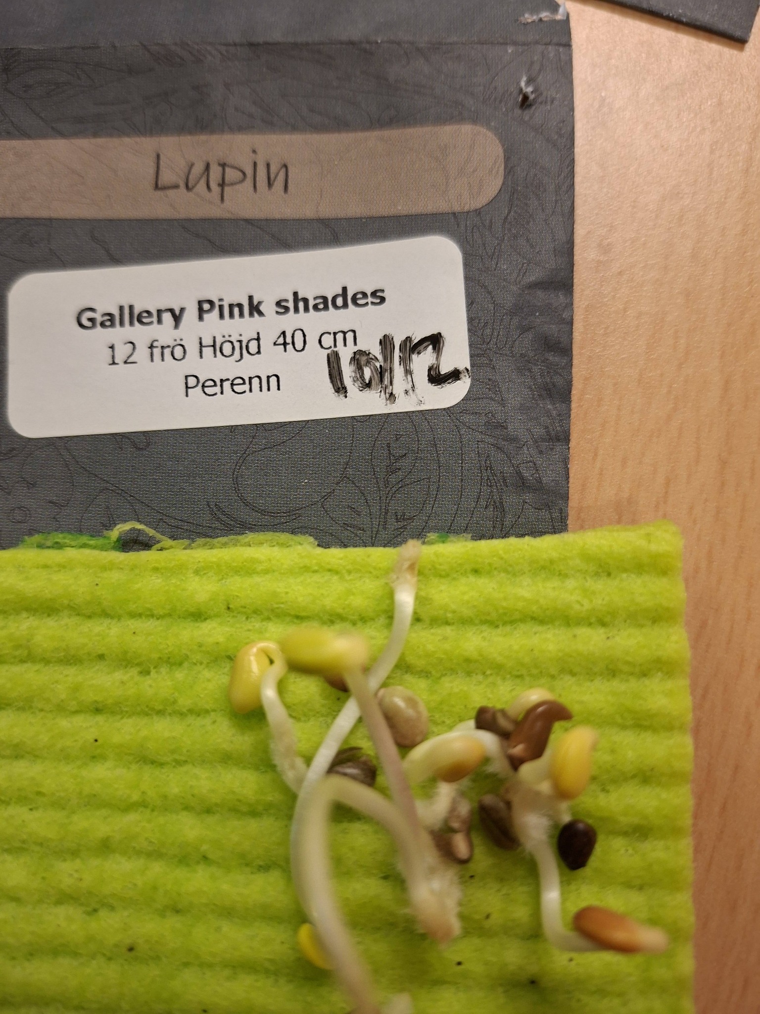 Lupin Gallery Pink Shades 12 frö - 3