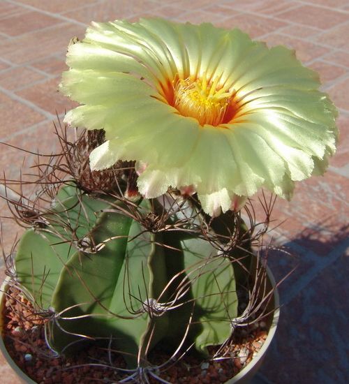 SuccSeed - Astrophytum senile PP 457 (El Amparo, Coah, Mex)