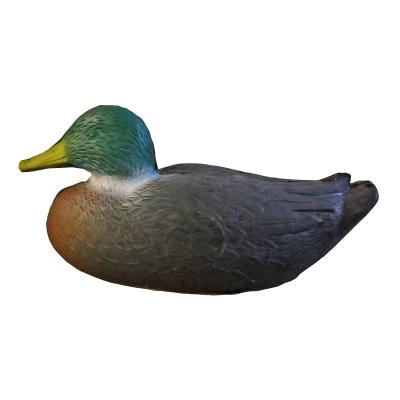 Gräsand (Anas platyrhynchos)