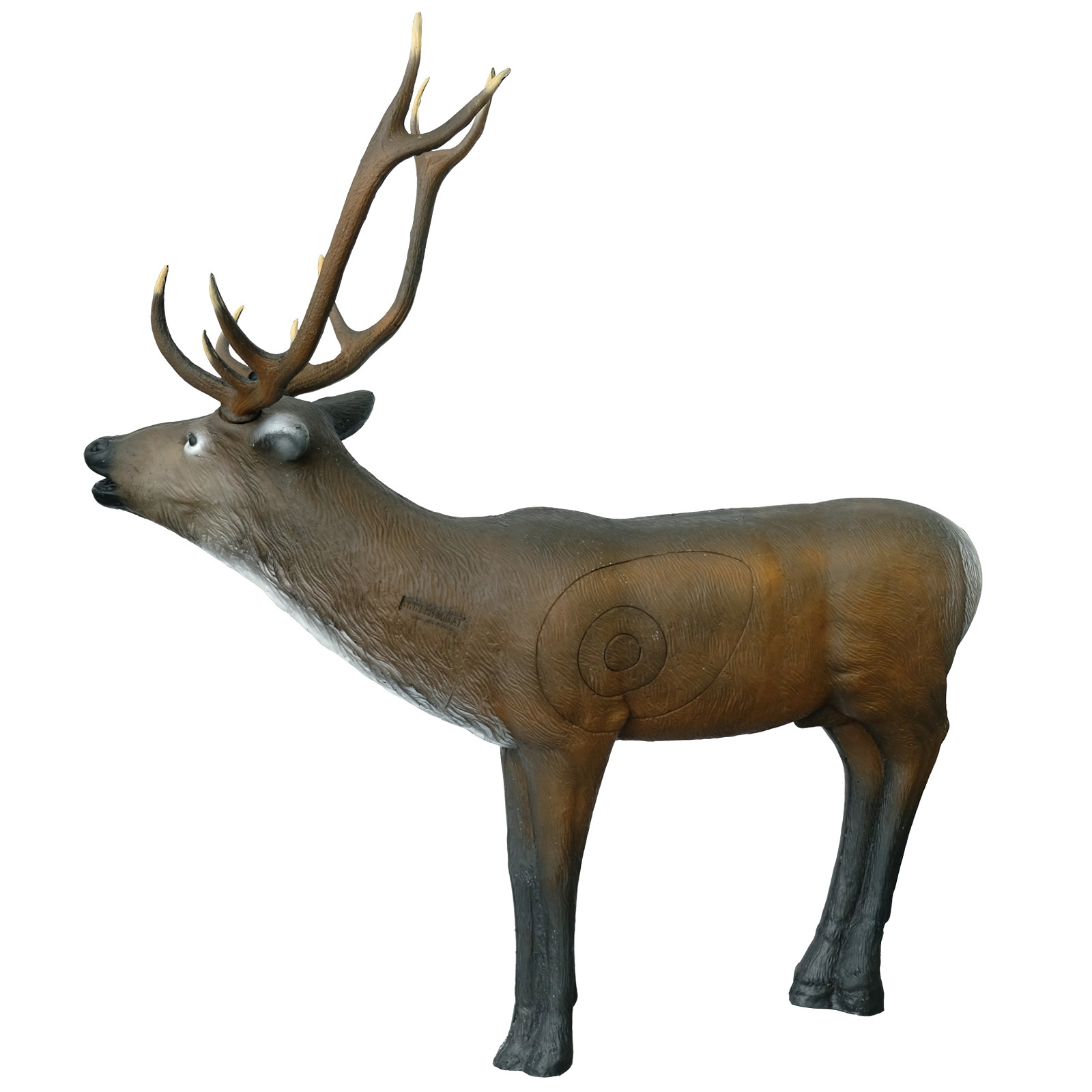 Kronhjort  brölande (Cervus elaphus) - 2