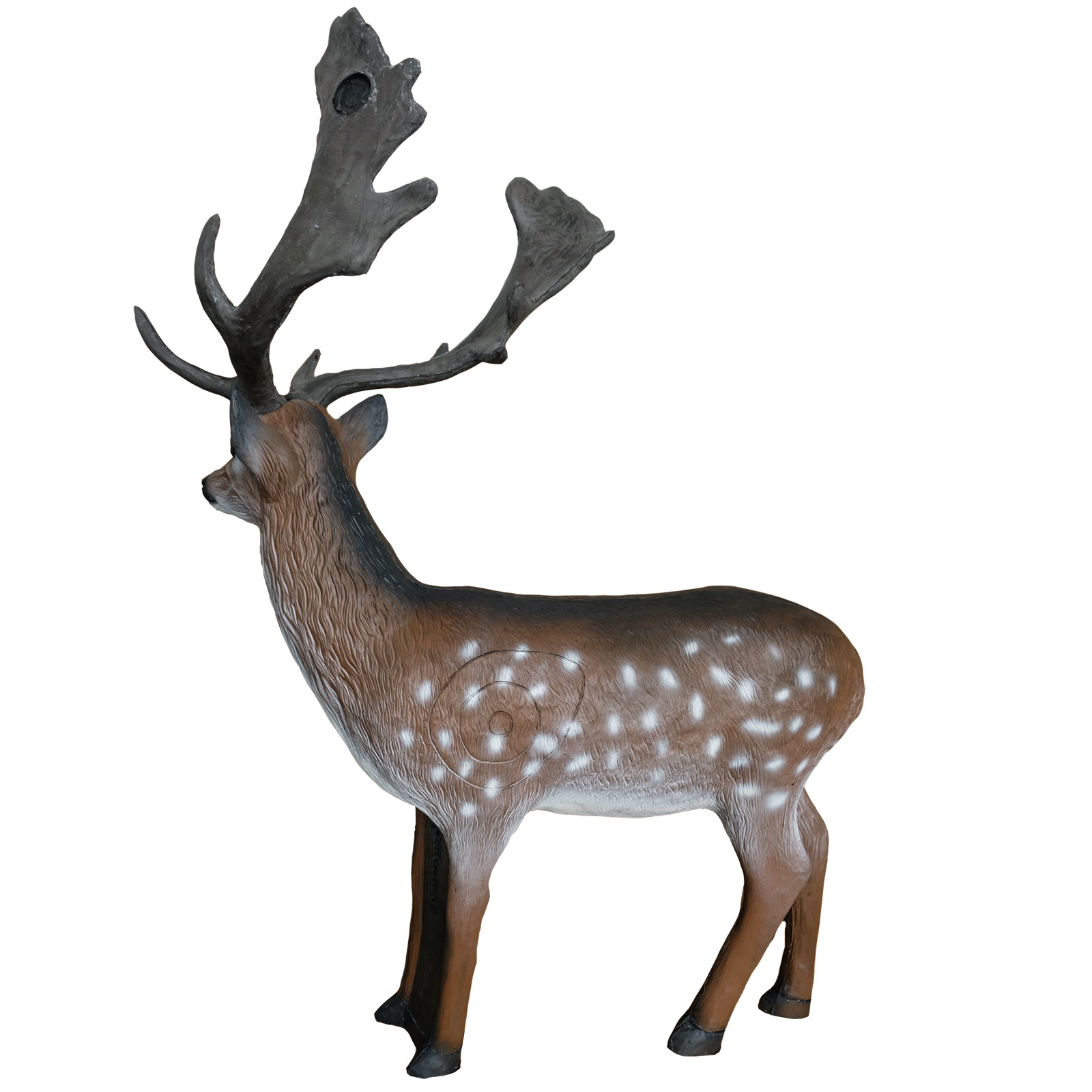 Dovhjort (Dama dama) - 2