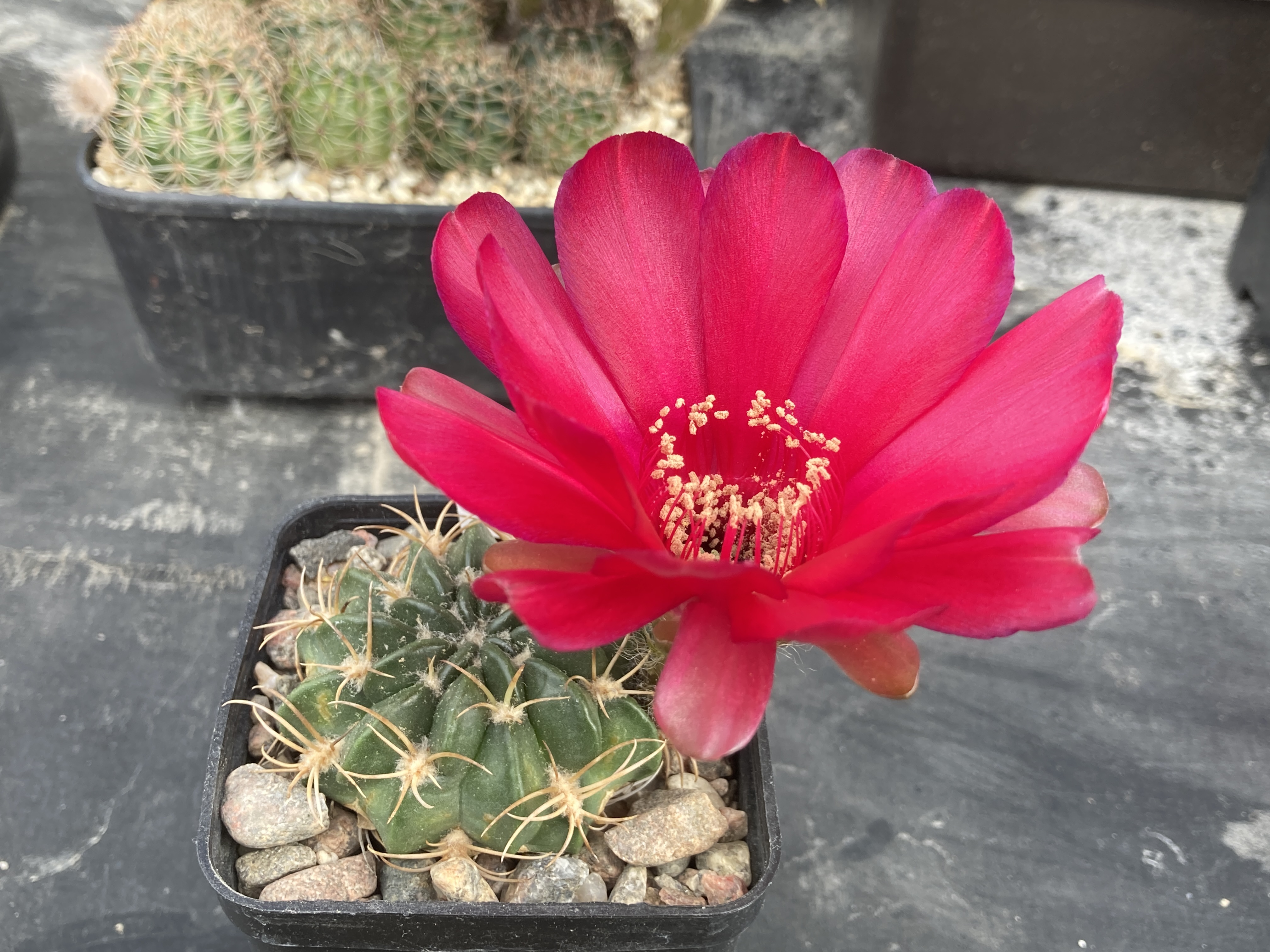 Lobivia cinnabarina MN 638 (N Zudanez, Bol) - 2