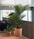 Arecapalm, konstväxt.