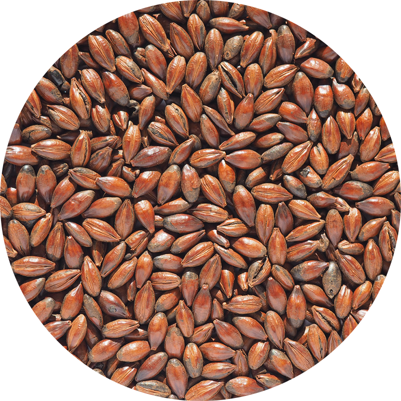 Low Colour Chocolate Malt Crisp, hel malt, 1 kg