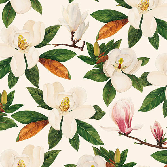 Magnolia