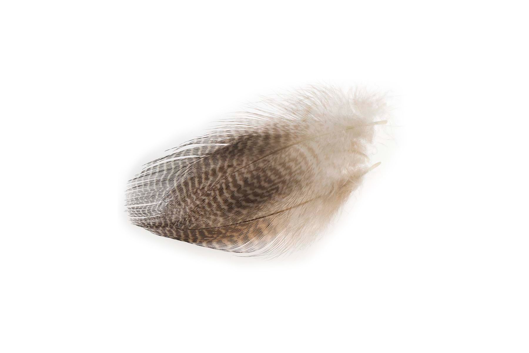 Teal Flank Feathers - 5