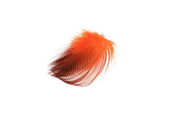 Teal Flank Feathers