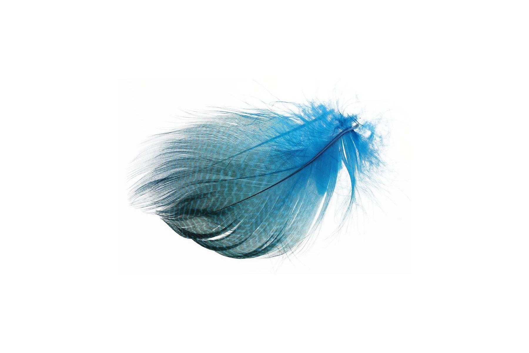 Teal Flank Feathers - 4