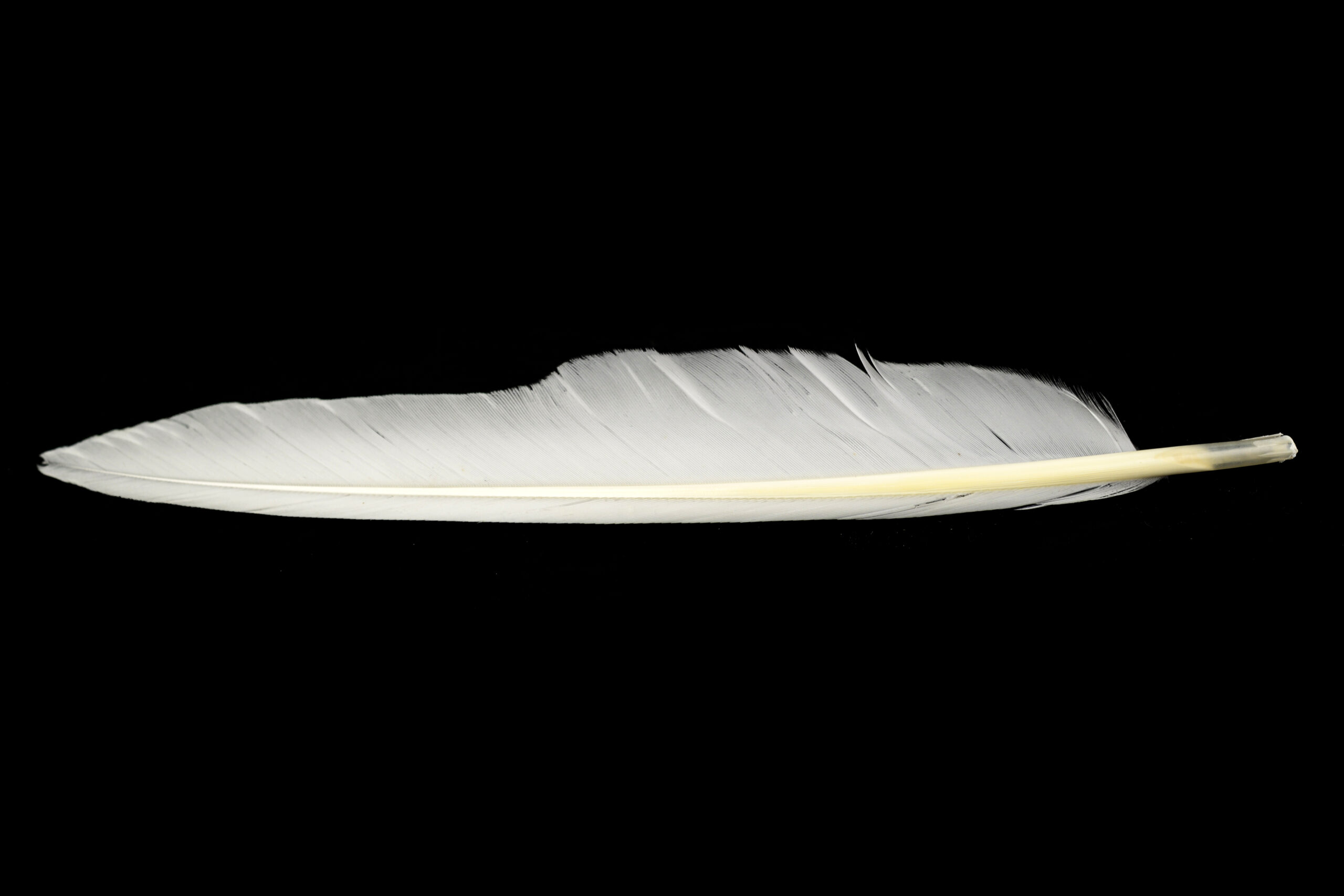 Veniard duck quill/Anka vingpenna - 7