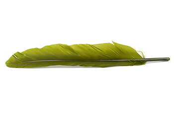 Veniard duck quill/Anka vingpenna