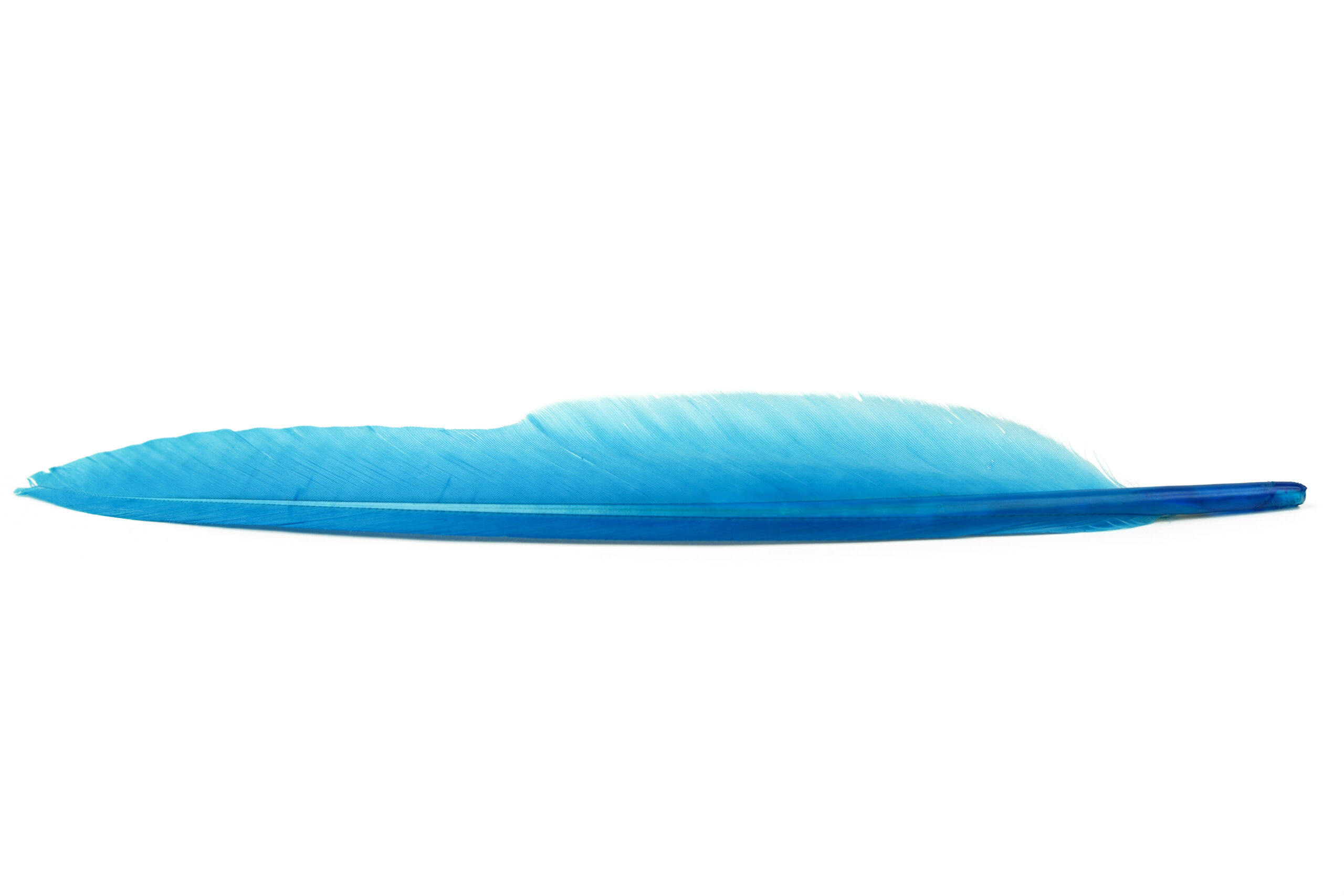 Veniard duck quill/Anka vingpenna - 4