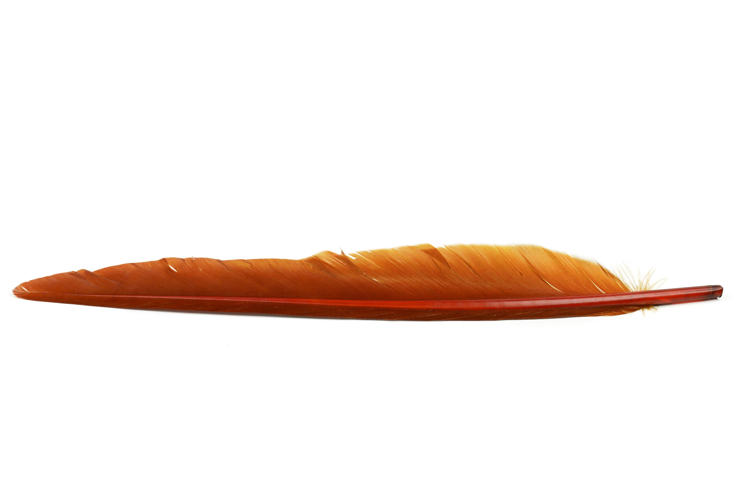 Veniard duck quill/Anka vingpenna - 10