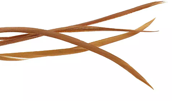 Goose Biot Strips