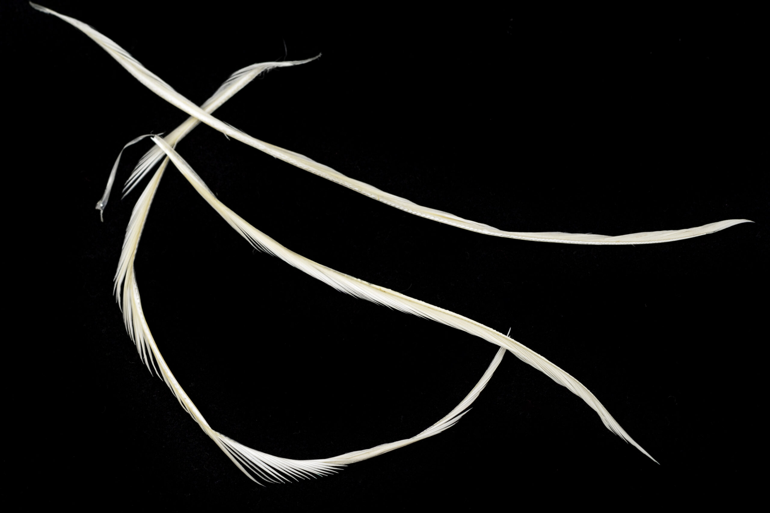 Goose Biot Strips - 11