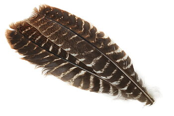 Turkey Wing Quill – Muddler