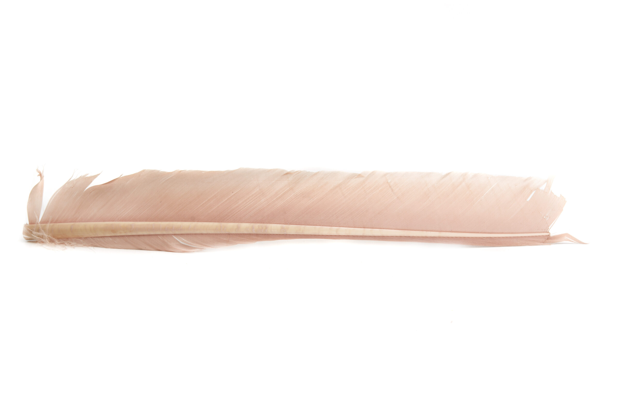 Turkey Biot quill - 6