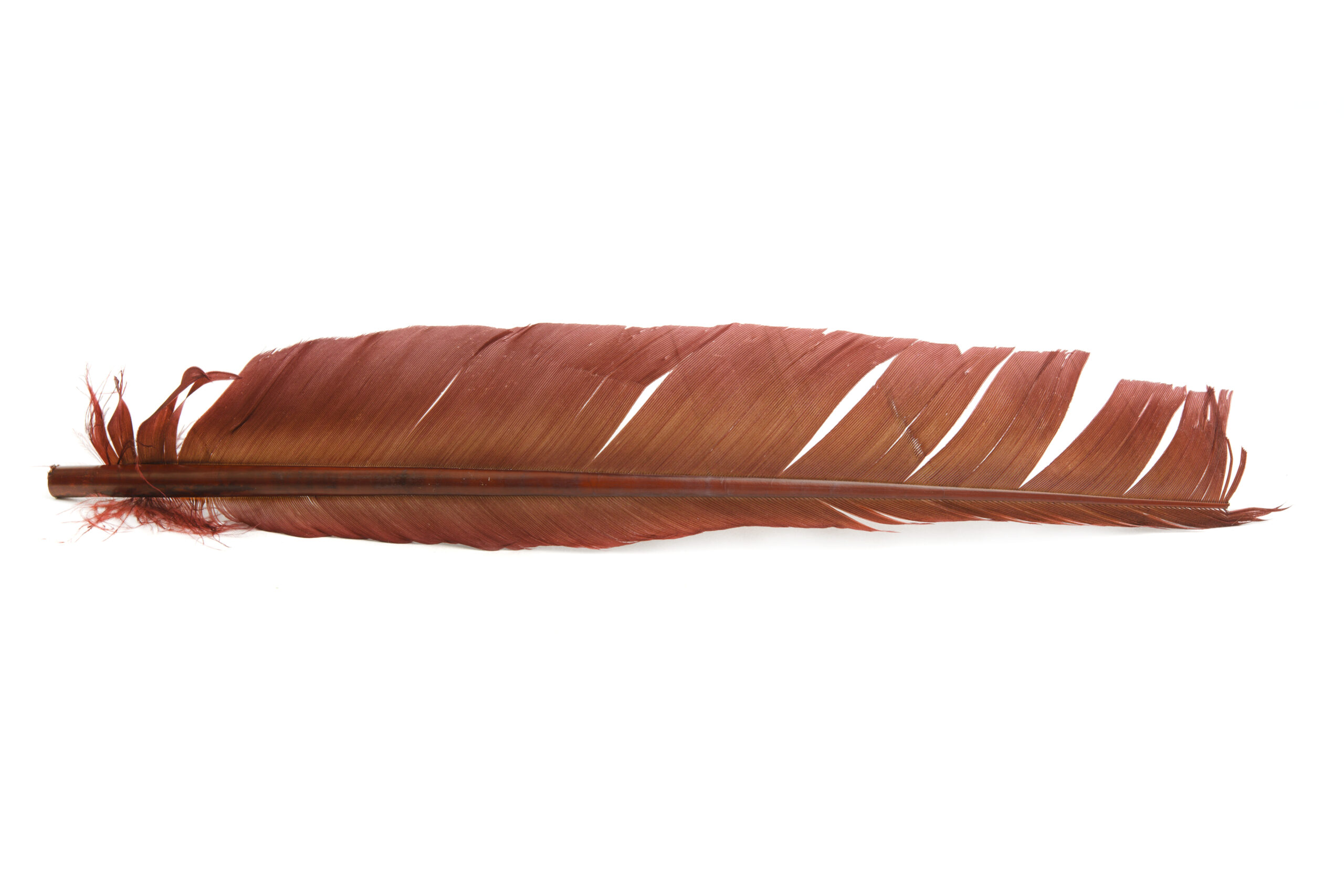 Turkey Biot quill - 7