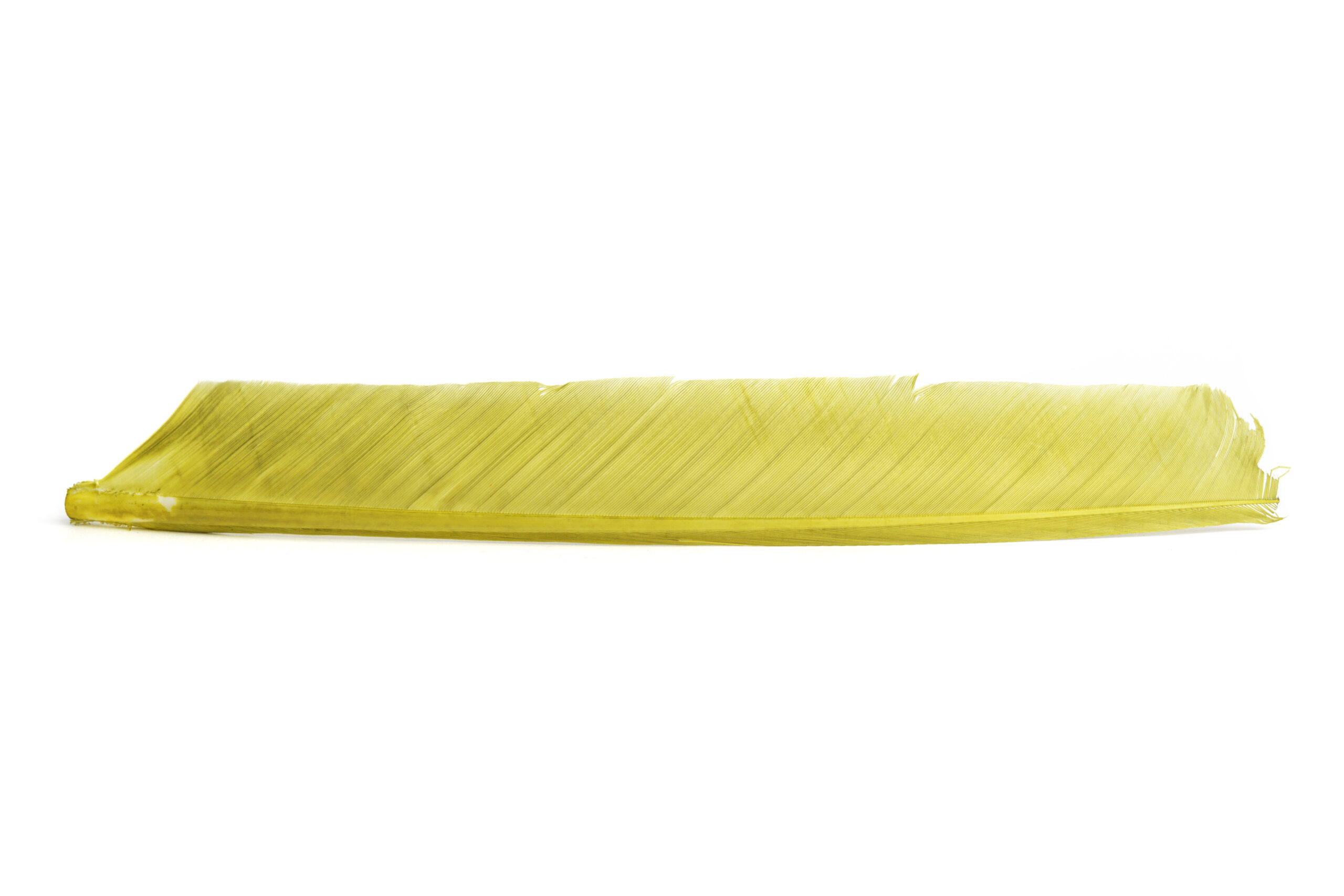 Turkey Biot quill - 5