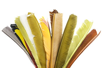 Turkey Biot quill