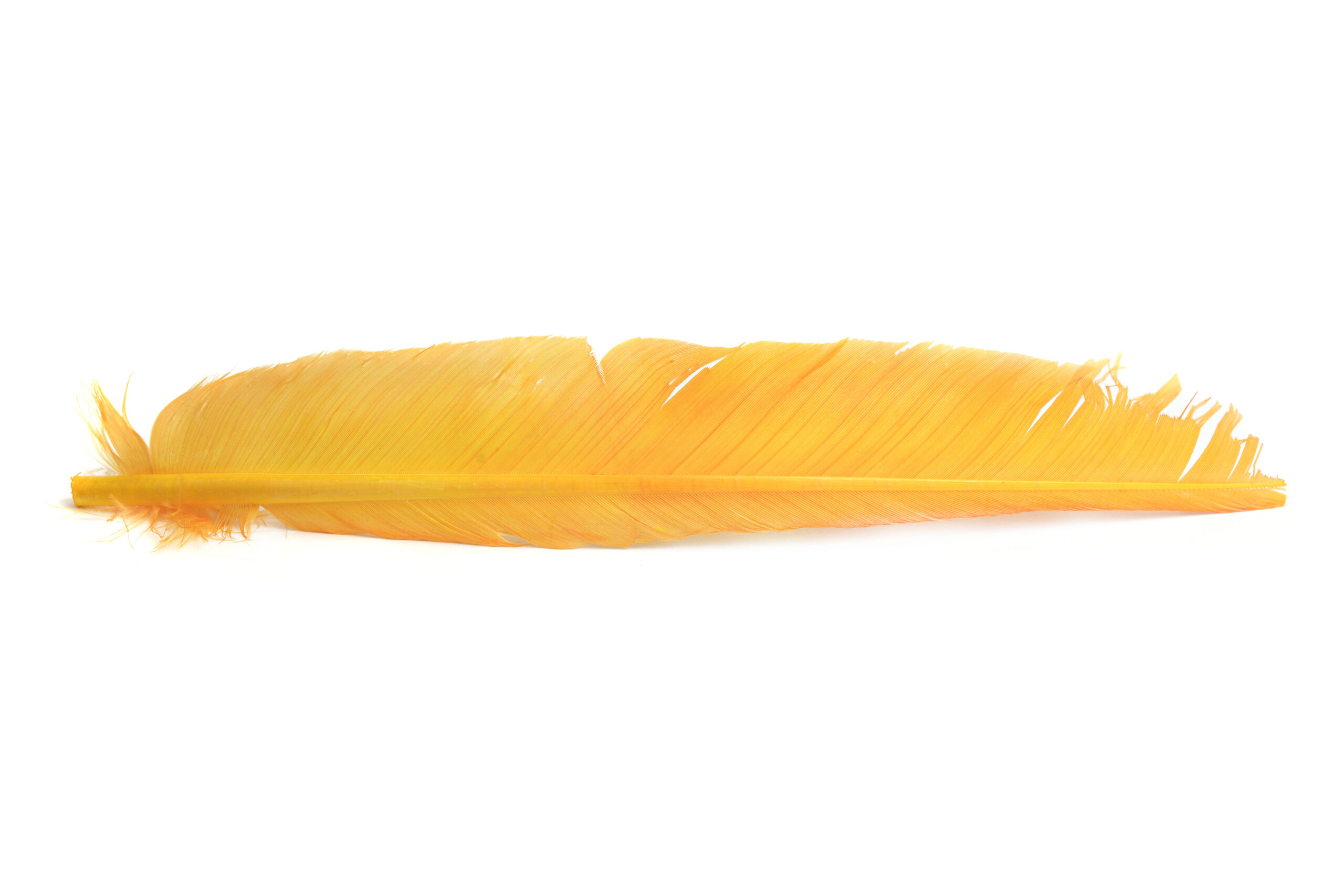 Turkey Biot quill - 12