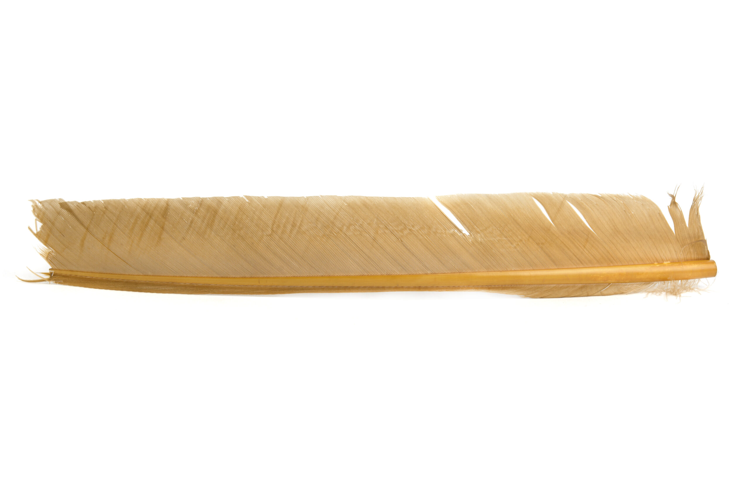 Turkey Biot quill - 9