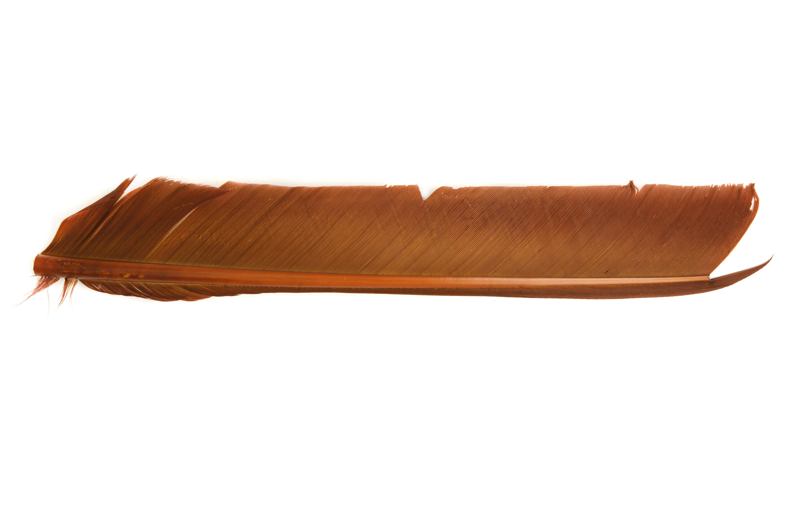Turkey Biot quill - 10