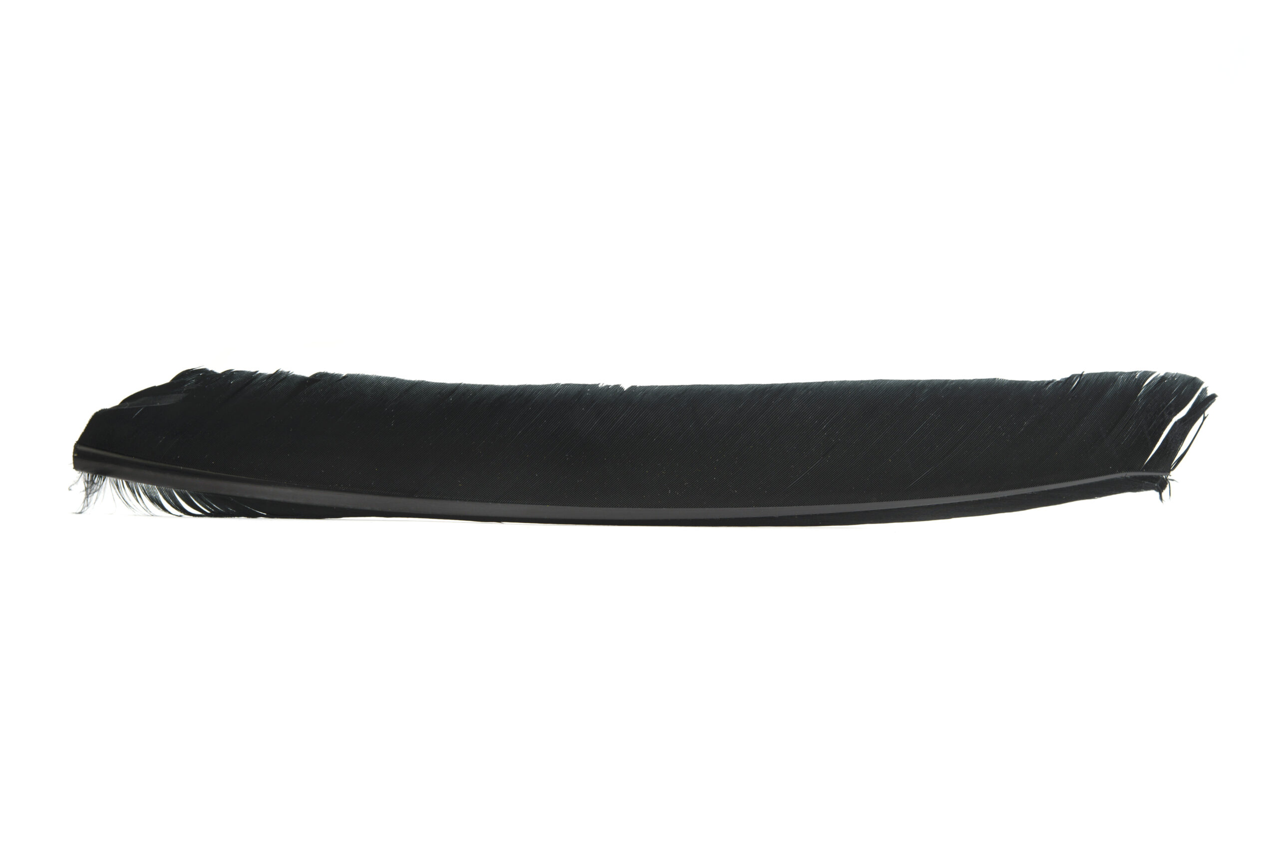 Turkey Biot quill - 2