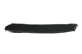 Turkey Biot quill